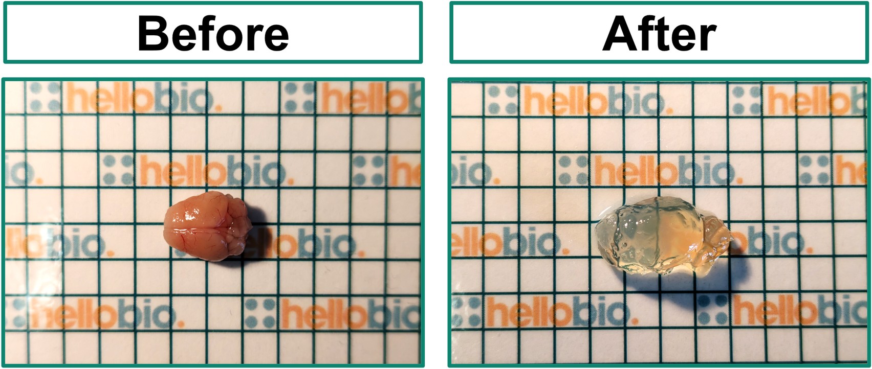 Figure 1. Cleared mouse brain half using HB8771 Tissue Clearing Kit and HB13925 Tissue Clearing Mounting and Storage Solution
