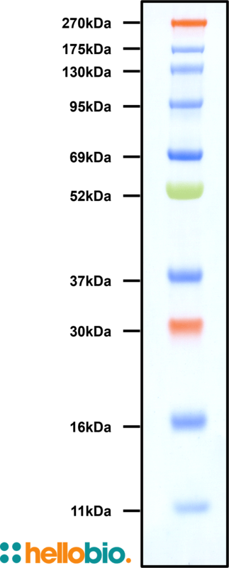 Prestained Protein Ladder (11 – 270 kDa)