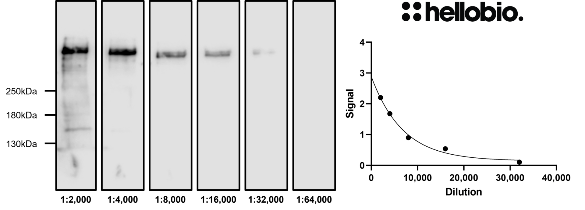 Figure 4. Concentration response of HB6581 staining in a rat brain cytosol preparation.