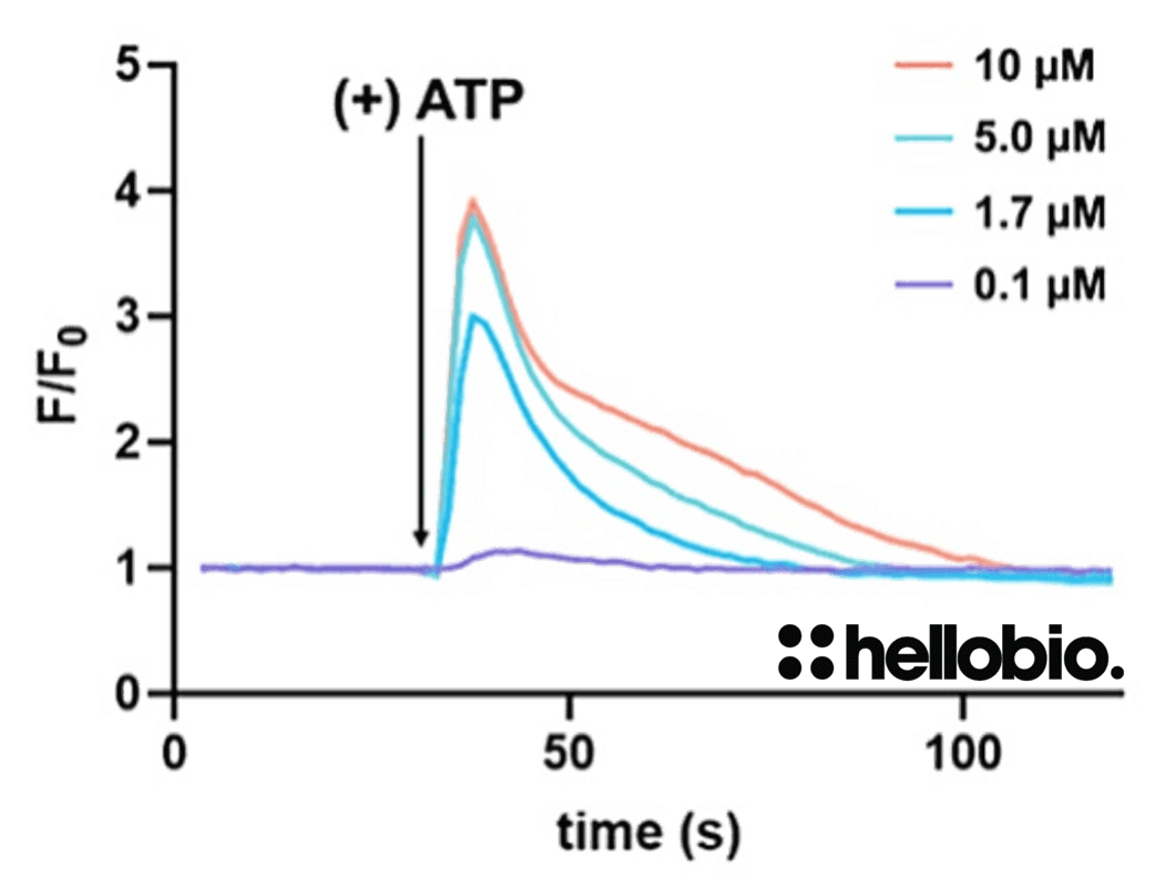 Figure 1. ATP induced Ca<sup>2+</sup> release in CHO-K1 cells measured using Fluo-4 AM