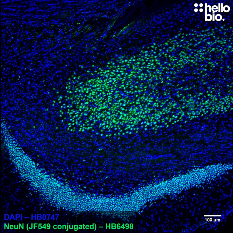 Figure 1. Janelia Fluor 549 conjugated anti-NeuN antibody staining in rat hippocampus 