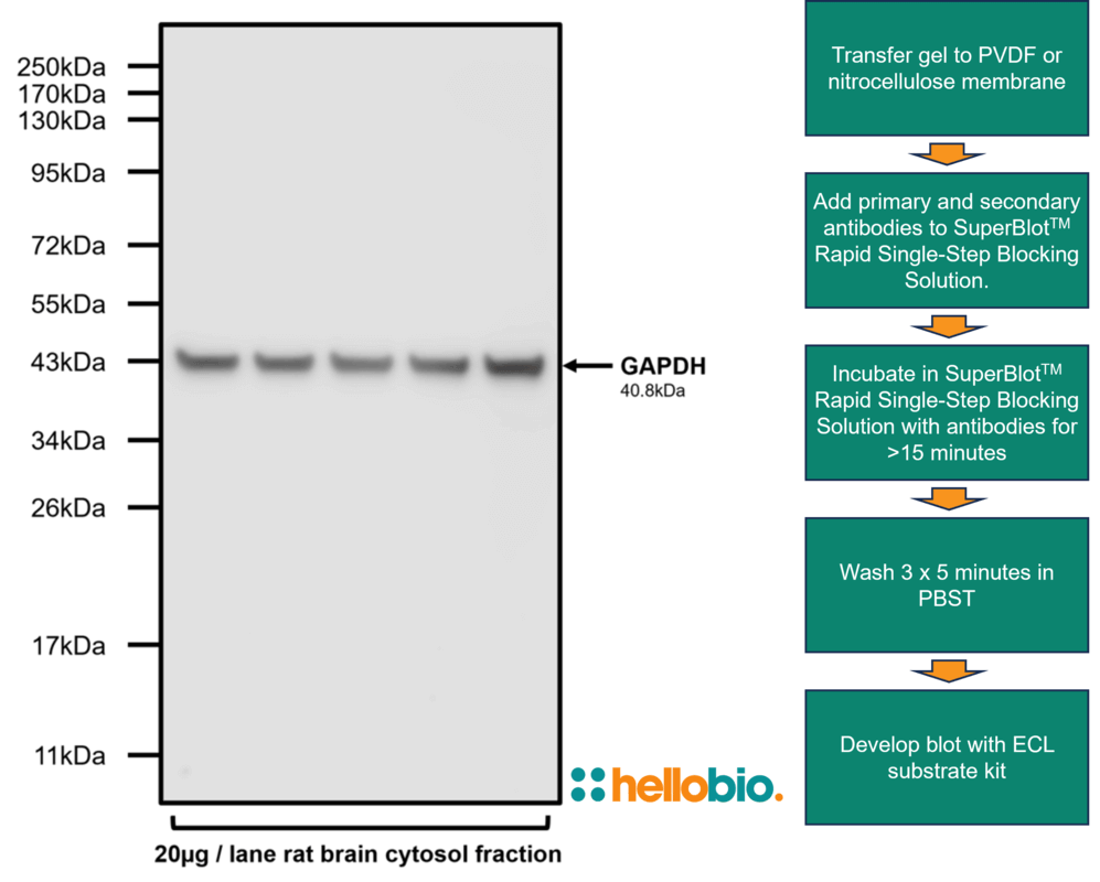 Figure 1. Speedy GAPDH staining in rat brain samples using SuperBlot™ Rapid Single-Step Blocking Solution