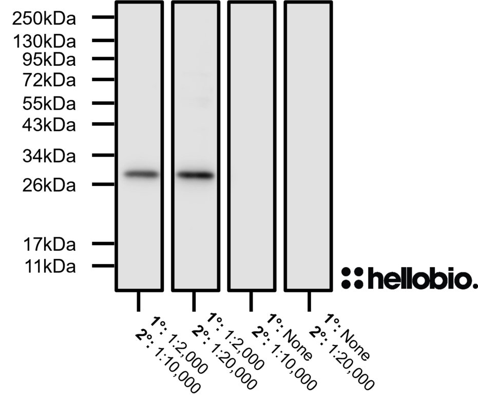 Figure 2. No background staining observed when HB9524 is tested using a no-primary control.