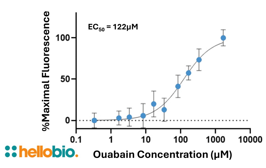 Figure 1. Intracellular Na<sup>+</sup> accumulation caused by Na<sup>+</sup>/K<sup>+</sup> ATPase inhibition in CHO K1 cells measured with ING-2