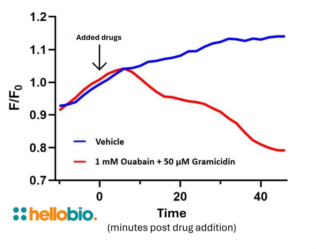 Figure 1. Depletion of intracellular K<sup>+</sup> through Na<sup>+</sup>/K<sup>+</sup> ATPase inhibition measured using IPG-2