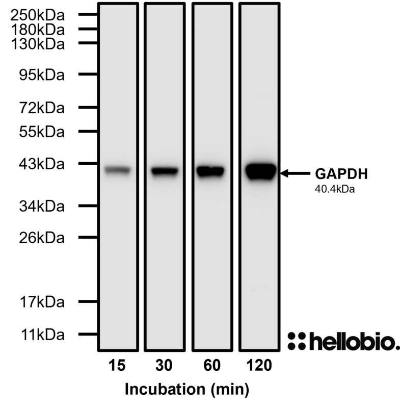 Figure 2. SuperBlot™ Rapid Single-Step Blocking Solution enables signal detection in as little as 15 minutes.