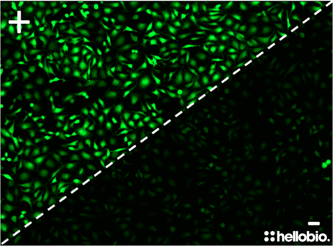 Figure 2. ΔF following ATP application to CHO-K1 cells.