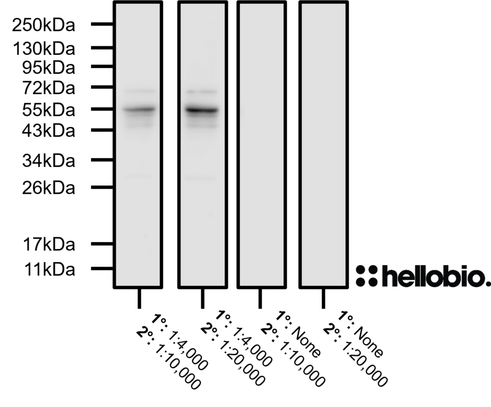 Figure 2. No background staining observed when HB9914 is tested using a no-primary control.