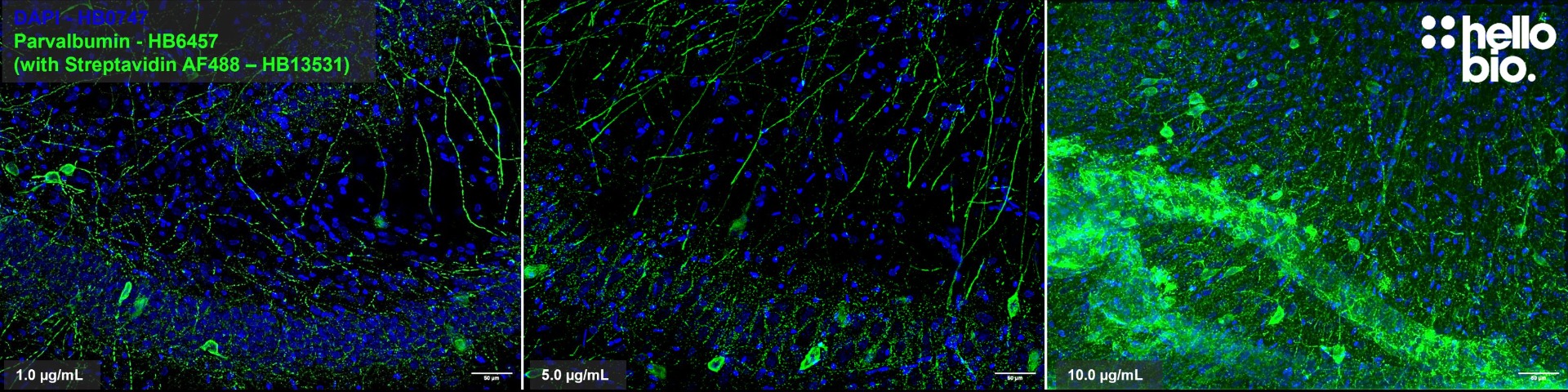 Figure 3.  Concentration response of Streptavidin AF488  in the rat hippocampus.