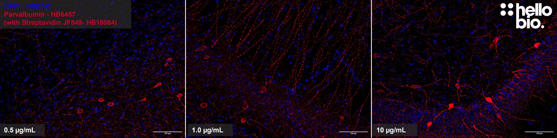 Figure 4. Concentration response of Streptavidin Janelia Fluor® 549 (HB18064) staining in rat hippocampus.