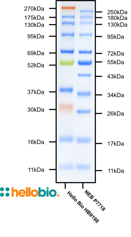 Comparison between Prestained Protein Ladder (11 – 270 kDa) and NEB P7718S.