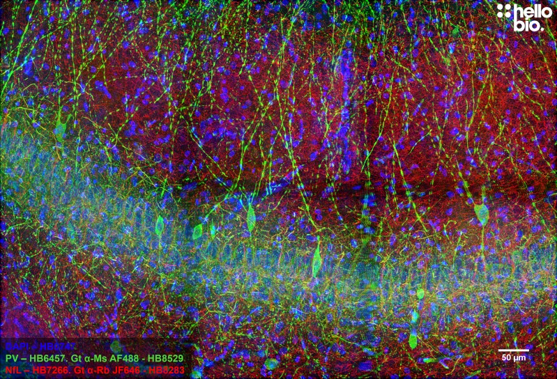 Figure 2. Neurofilament L and Parvalbumin staining in rat CA1 using HB8283 Goat Anti-Rabbit H&L (Janelia Fluor® 646) and HB8529 Goat Anti-Mouse H&L (AF488)