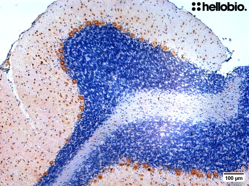 Figure 5. Parvalbumin containing neurons stained in paraffin embedded rat cerebellum sections