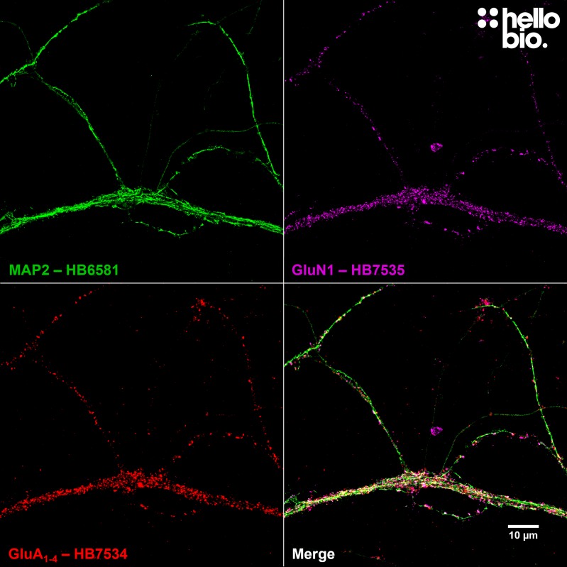 Figure 3.  GluA<sub>1-4</sub> and GluN1 colocalization in cultured cortical neurons visualized using HB7534 and HB7535.