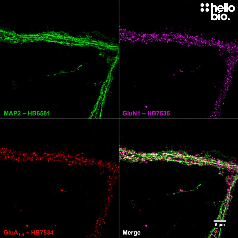 Figure 7.  GluA<sub>1-4</sub> and GluN1 colocalization in the dendrite of a cultured cortical neuron visualized using HB7534 and HB7535.