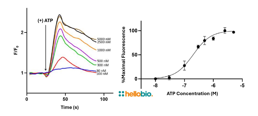 Figure 1. P2X7 mediated increased intracellular Ca<sup>2+</sup> with increased ATP concentration measured using ICR-1 in CHO K1 cells.