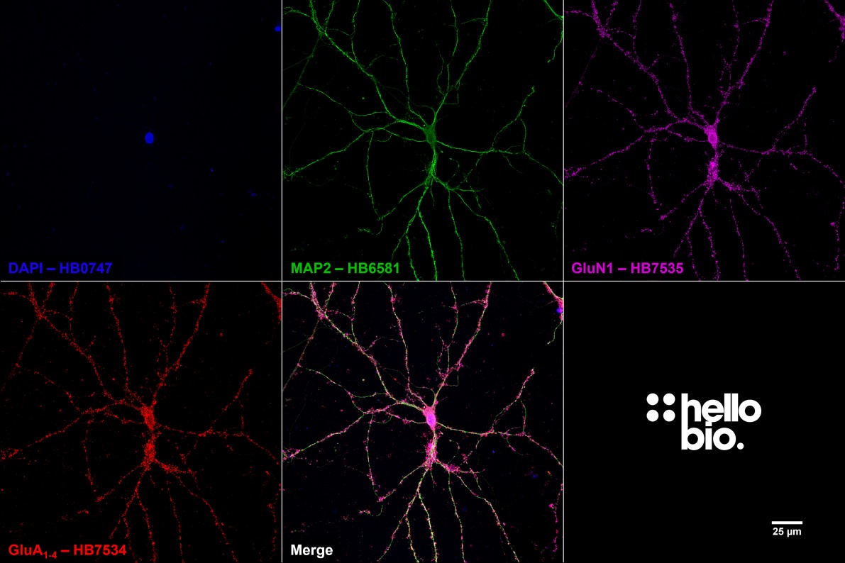 Figure 9.  GluA<sub>1-4</sub> and GluN1 colocalization in cultured cortical neurons visualized using HB7534 and HB7535.