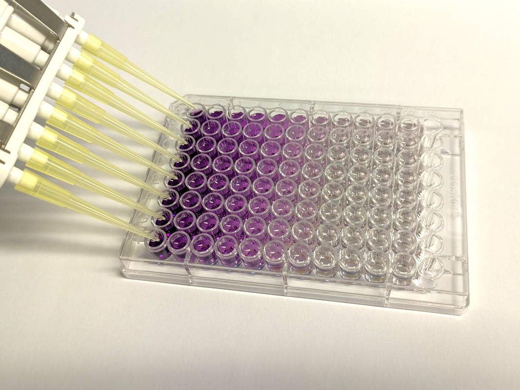 Figure 2. The BCA Protein Assay is a colorimetric assay developing a purple color correlating with protein concentration.