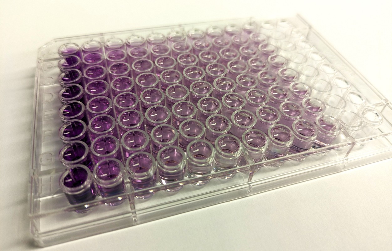 Figure 2. The Mini BCA Protein Assay is a colorimetric assay developing a purple color correlating with protein concentration.