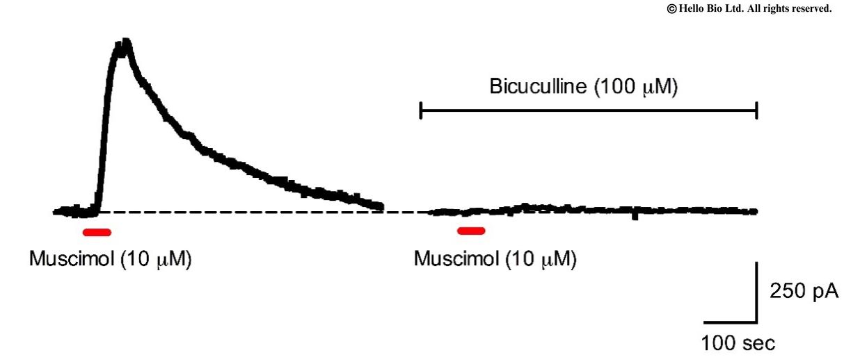 Figure 1. GABAR mediated whole-cell current in rat CA1 pyramidal neuron in response to application of muscimol