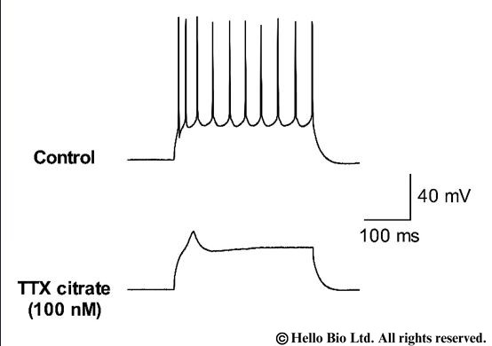 Figure 2. TTX citrate mediated inhibition of action potential firing upon post synaptic current injection in cortical neuron