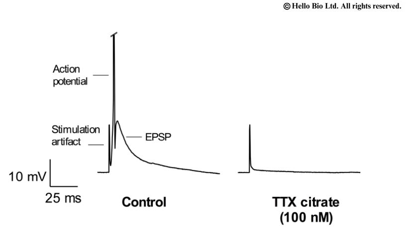 Figure 3. TTX citrate mediated inhibition of electrically evoked EPSP and action potential within cortical neuron