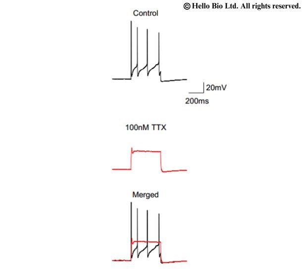 Figure 5. Whole-cell current clamp recordings using a K+-based filling solution