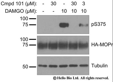 Inhibition of DAMGO-induced MOPr phosphorylation by Cmpd101 