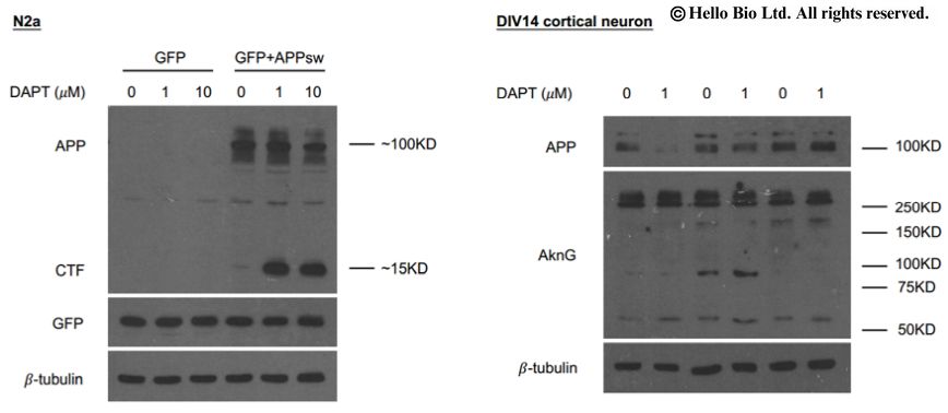 Figure 1. N2a cells and primary cultured cortical neurons treated with DAPT 