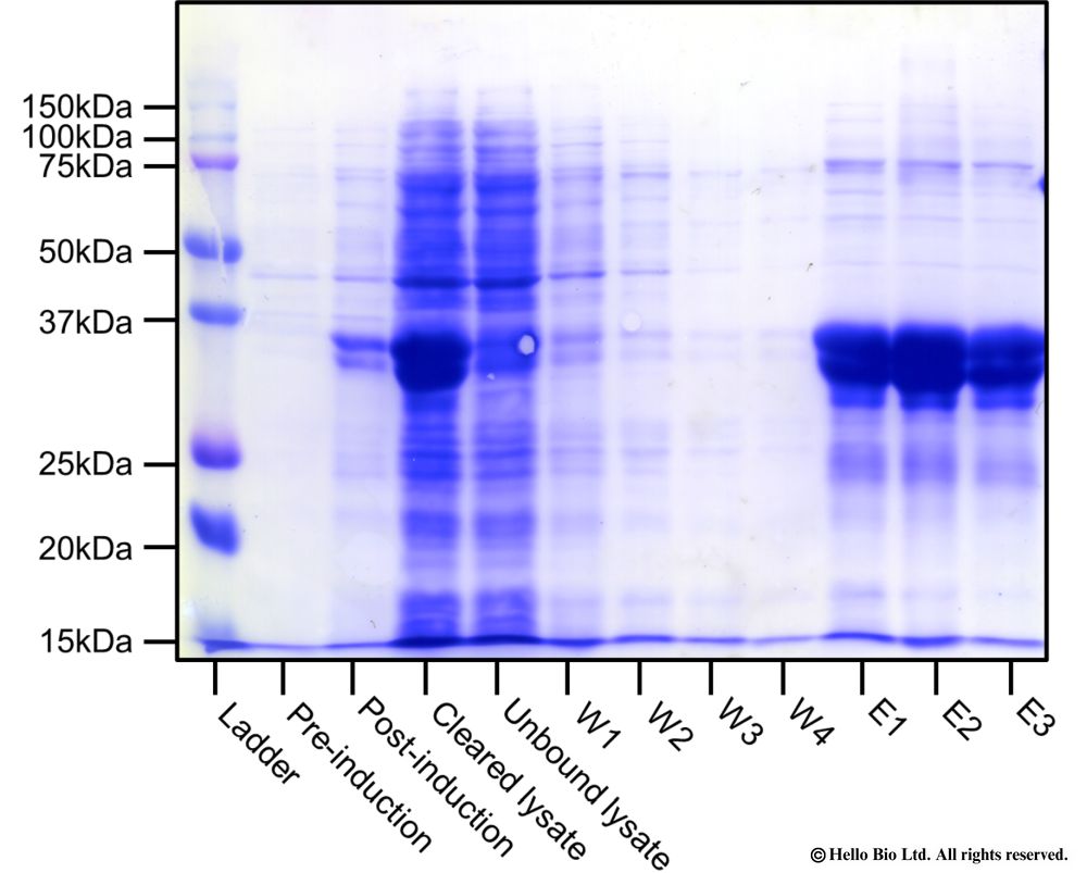 Fig1. IPTG induction of GST-fusion protein production in BL21 E. coli. 