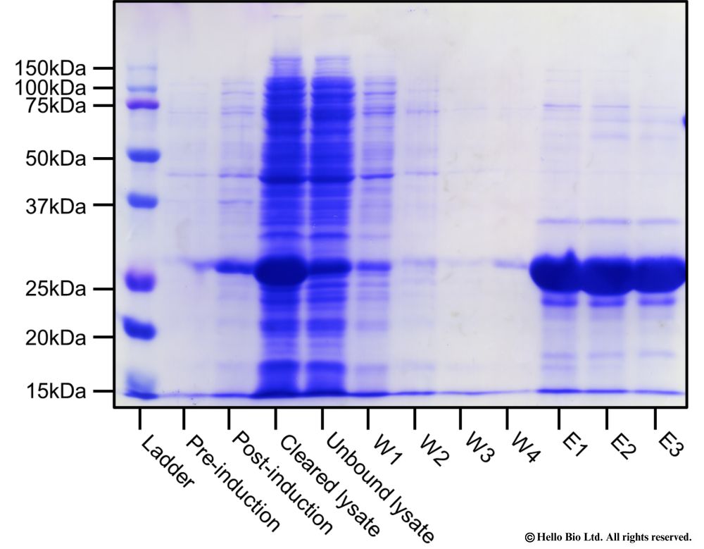 Fig2. IPTG induction of GST production in BL21 E. coli. 