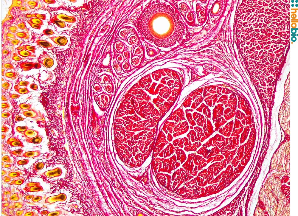 Figure. 1: Picro Sirius red staining in the forelimb of a lamb. 