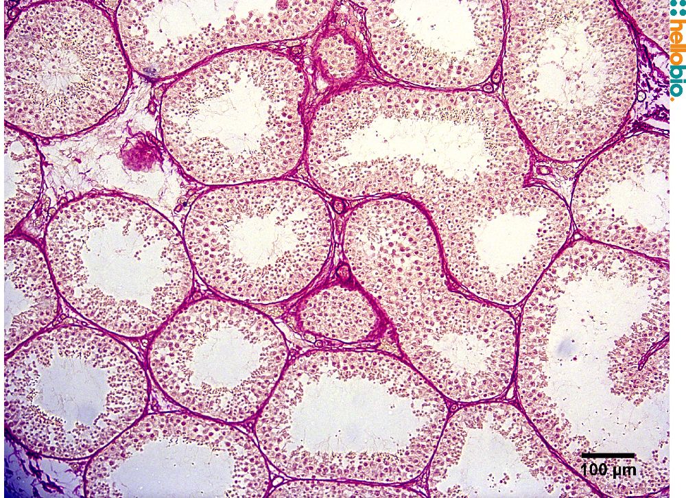 Figure. 6: Picro Sirius red staining in chimpanzee testicle. 