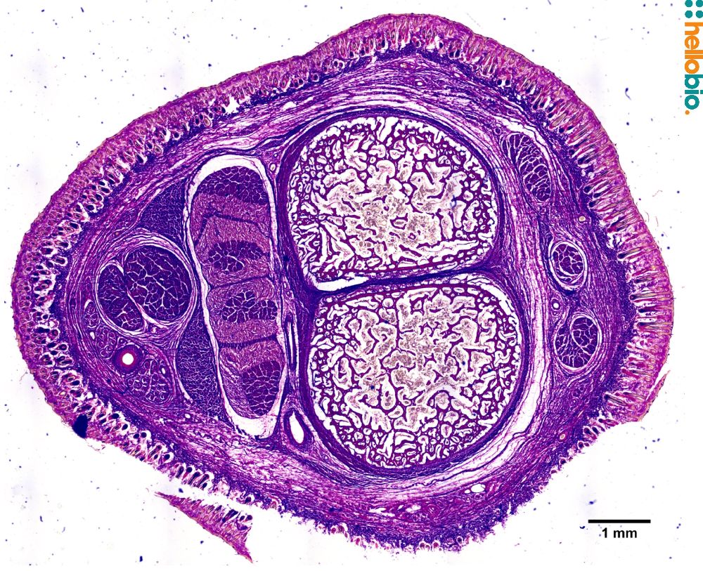 Figure. 3: Picro Sirius red staining in the forelimb of a lamb. 