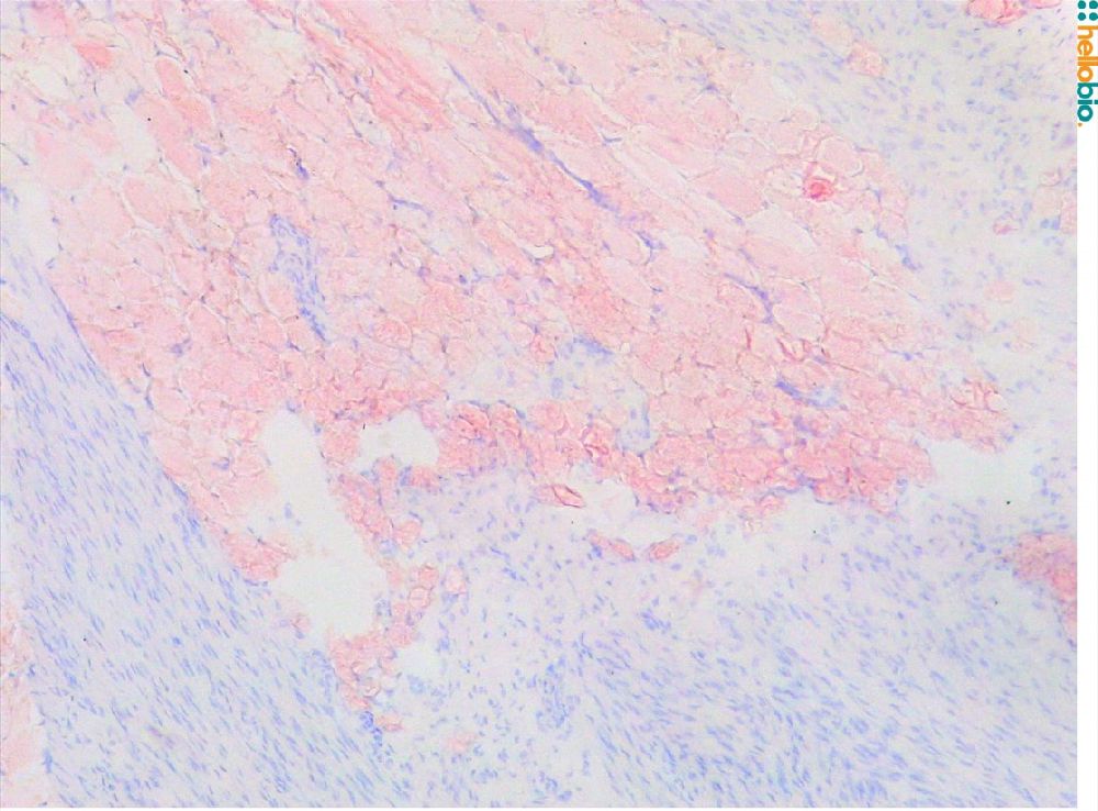 Figure 3. Modified Mayer's Hematoxylin (HB6189) nuclear staining in mesenteric connective tissue.