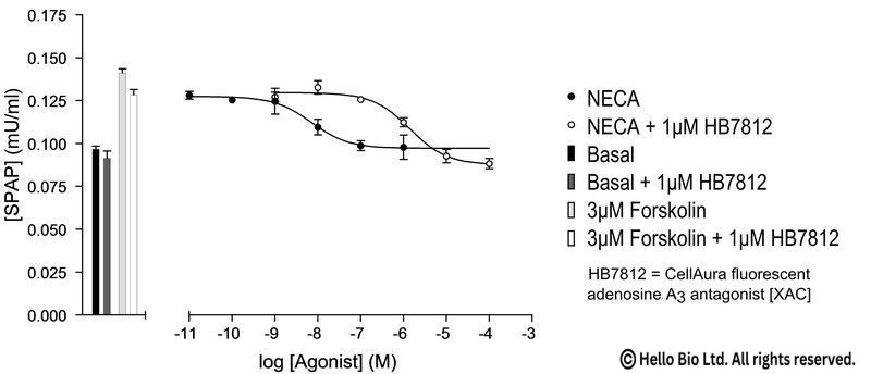 Figure 1. A3-SPAP cells assayed against NECA and 1 µM HB7812