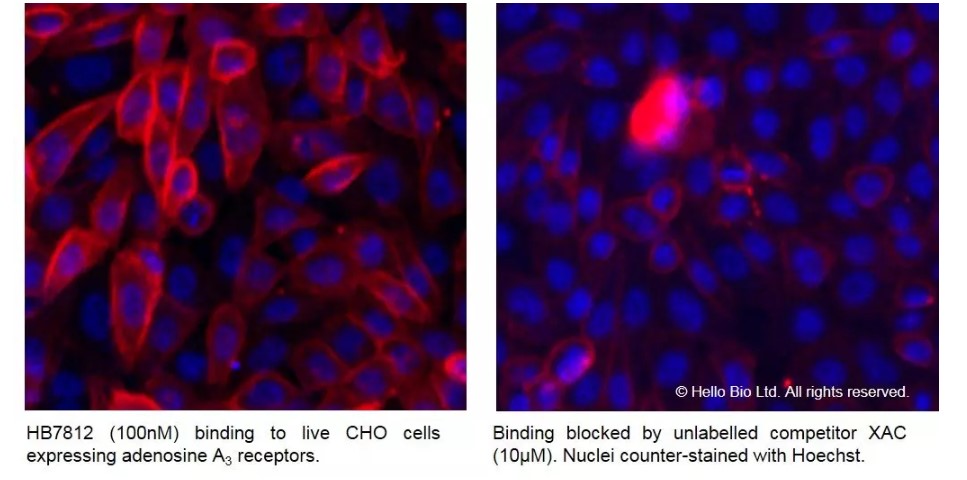 Fluorescence imaging with HB7812