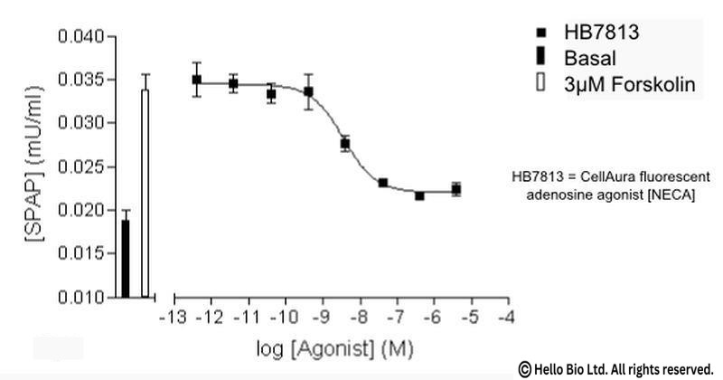 Figure 3. A1-SPAP cells assayed with HB7813 