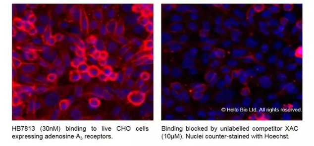 Fluorescence imaging with HB7813