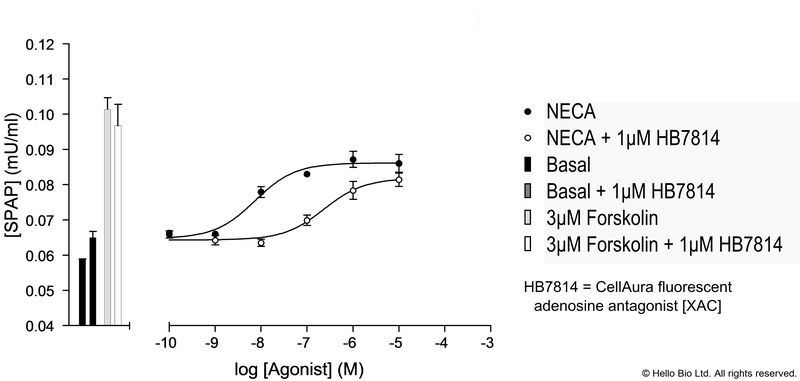 Figure 1. A2A-SPAP cells assayed against NECA and 1 µM HB7814