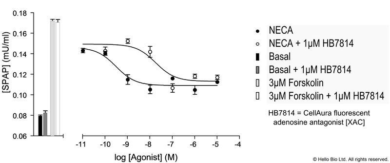 Figure 2. A3-SPAP cells assayed against NECA and 1 µM HB7814 