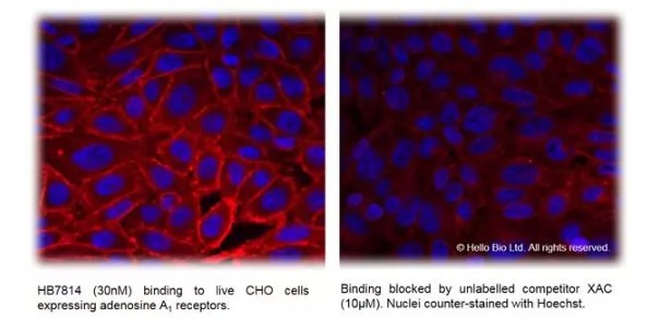 Fluorescence imaging with HB7814