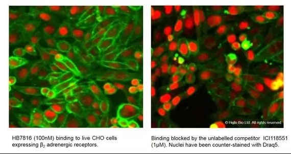 Fluorescence imaging with HB7816