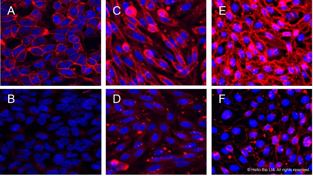 Fluorescence imaging with HB7820