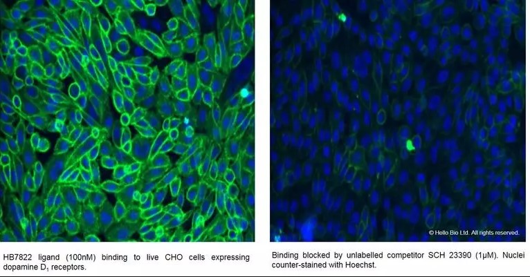 Fluorescence imaging with HB7822