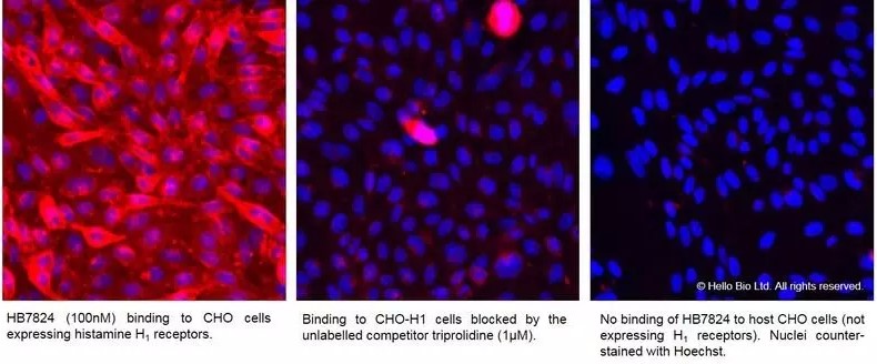 Fluorescence imaging with HB7824