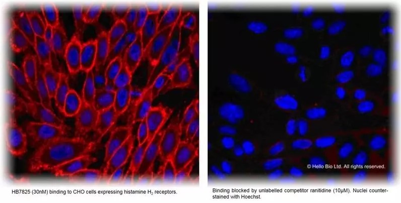 Fluorescence imaging with HB7825