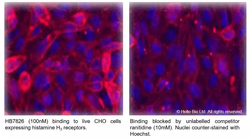 Fluorescence imaging with HB7826