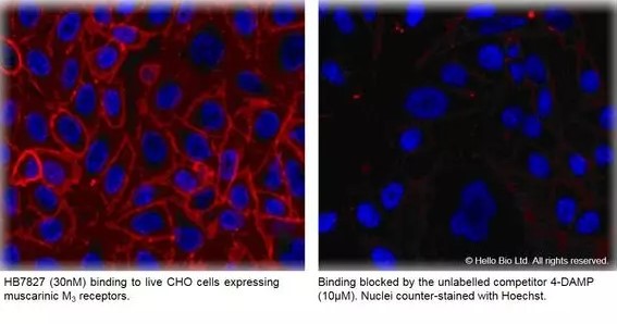 Fluorescence imaging with HB7827