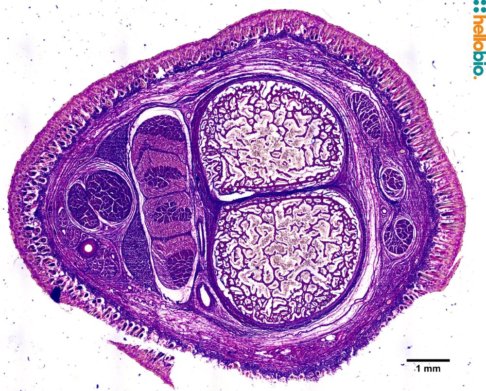 Figure. 3: Picro Sirius red staining in the forelimb of a lamb. 